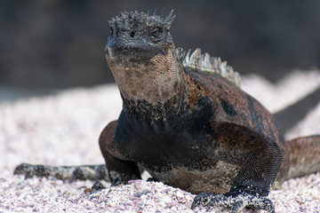 Galapagos Marine Iguanas
