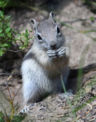 Chipmunk eating