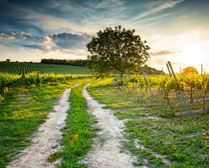 Naklejka premium Vineyards in Villány region, Hungary