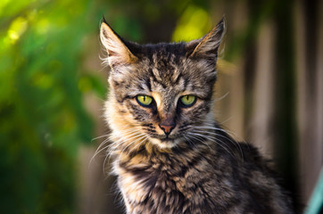 Summer portrait of a tabby cat on a background of luminous greenery