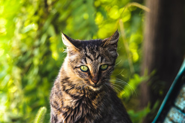 Summer portrait of a tabby cat on a background of luminous greenery