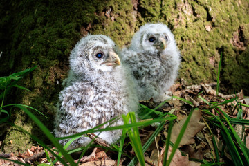 The small owlets of Ural owl on the ground 