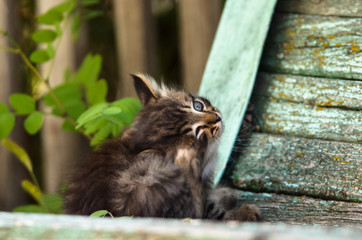 Little rustic tabby kitten sits on a shabby bench