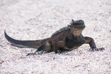 Galapagos Marine Iguanas