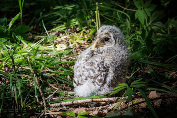 The small owlet of Ural owl on the ground 