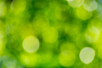Obraz premium Green bokeh out of focus background from nature forest.Green bokeh abstract.fresh wallpaper concept.Bright glowing green nature background in the form of bokeh