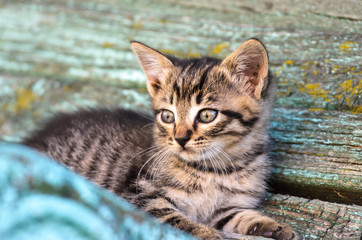 Little rustic tabby kitten sits on a shabby bench