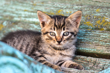 Little rustic tabby kitten sits on a shabby bench