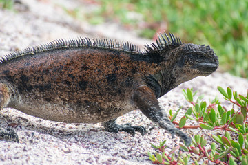 Galapagos Marine Iguanas
