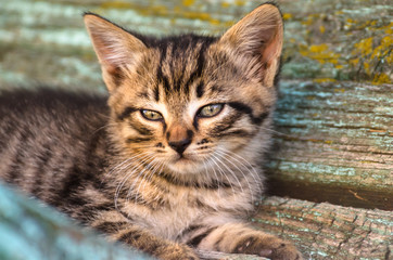 Little rustic tabby kitten sits on a shabby bench