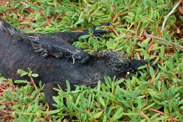 Galapagos Marine Iguanas