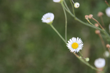 Field camomile on a background of green grass