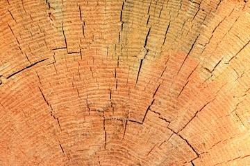 Naklejka premium Teksturowana powierzchnia tnącej sosny. Przetarty pień sosnowy o teksturowanej, spękanej powierzchni. Materiał budowlany. Pozyskiwanie drewna. Strukturalny pień drzewa. Cięcie drewna. Drewno iglaste. Cięcie sosny selektywnej ostrości