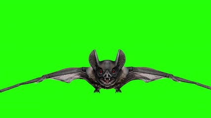 Vampire bat flying and attacking ion a green screen. Halloween concept.