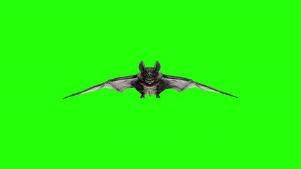 Vampire bat flying and attacking ion a green screen. Halloween concept.