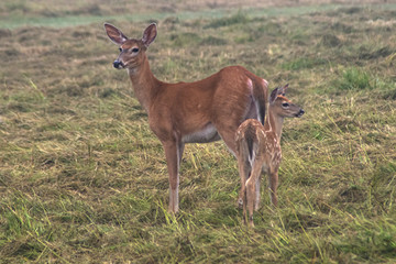 Whitetail Fawn with Mom on Alert