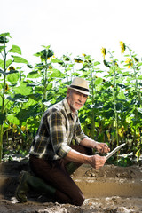 cheerful self-employed farmer using digital tablet near field with sunflowers
