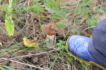 silva.fungi.tabernus.herba.fronde.autumnus.dies
