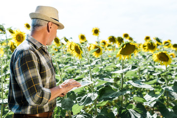 Naklejka na ściany i meble bearded farmer using digital tablet near field with sunflowers