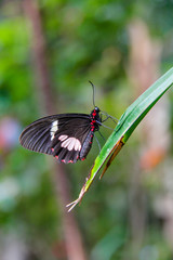 Common Rose Butterfly on a leaf