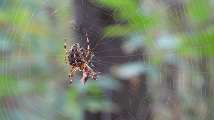 spider on a web
