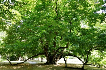 Tilleul centenaire dans le parc du château de Cheverny