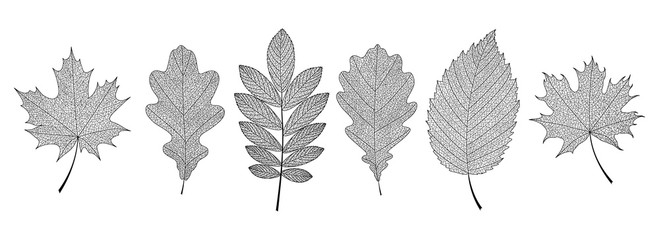 Set of hand-drawn black leaves skeletons. Vector EPS 10.