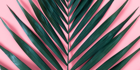Summer modern composition. Tropical green leaves of palm tree on pastel pink background. Flat lay,...