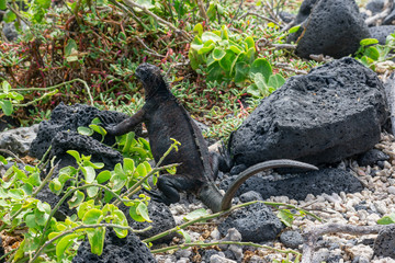Galapagos Marine Iguanas
