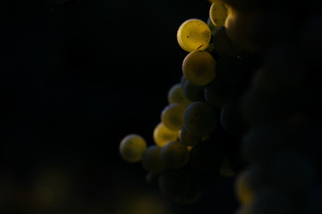 Weintrauben im Spätsommer im Gegenlicht