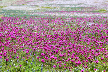 A field of magenta clover in California