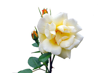white rose flower on a white background. holiday background