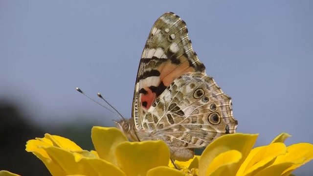 Ein Distelfalter tief in einer gelben Zinnienbl&uuml;te