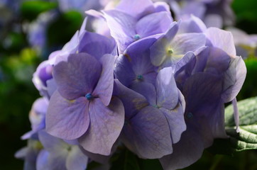 beautiful hydrangea flowers on a bush close up