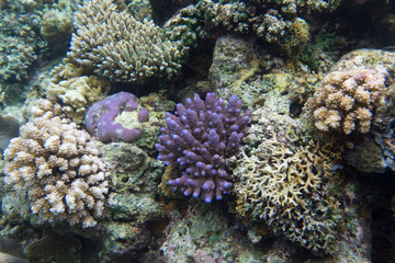 Naklejka na ściany i meble Coral reef in the Togian islands