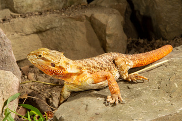 Adult Bearded Lizard on Rocks