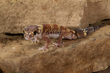 Flat Tailed Gecko In rocky environment
