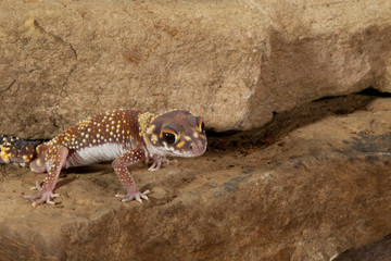 Flat Tailed Gecko In rocky environment