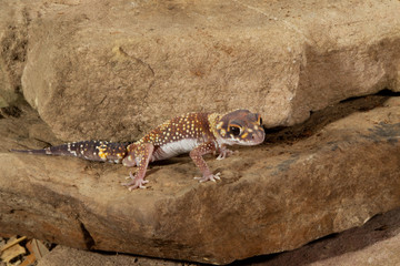 Flat Tailed Gecko In rocky environment
