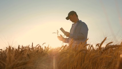 businessman with a tablet studies the wheat crop in field. Farmer working with tablet in wheat field, in the sunset light. businessman is studying income in agriculture. agriculture concept. - obrazy, fototapety, plakaty