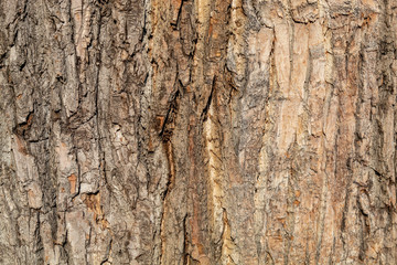 Old Weathered Brownish Wood Texture