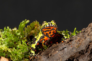 Fire-bellied toad on rock and moss