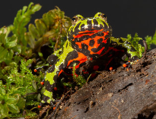 Fire-bellied toad on rock and moss