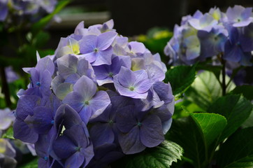 beautiful hydrangea flowers on a bush close up