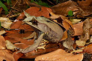Male and Female Malayan Leaf Frogs mating