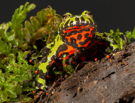 Fire-bellied toad on rock and moss