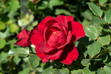 red rose in the garden