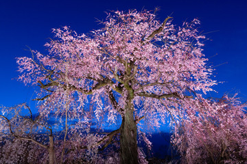 Old cherry tree blossom in Japan