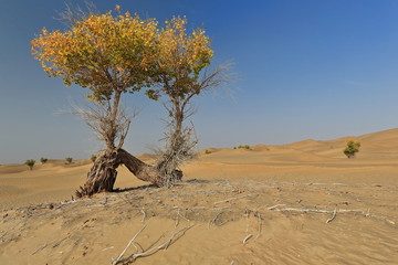 Lonely double-stemmed isolated desert poplar-Populus euphratica tree. Keriya county-Xinjiang-China-0272
