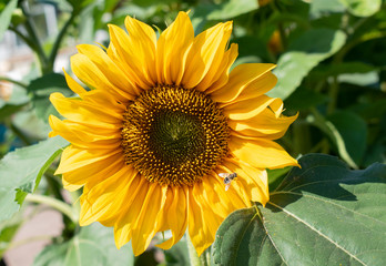 sunflower in the garden